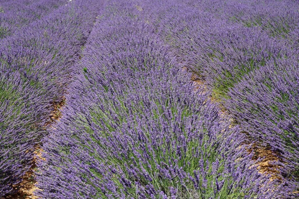 Des rangées de plants de lavande aux fleurs violettes éclatantes s'étendent dans un champ, créant un motif dense et coloré. Le sol entre les rangs est visible sous la lumière du soleil.