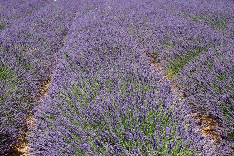 Des rangées de plants de lavande aux fleurs violettes éclatantes s'étendent dans un champ, créant un motif dense et coloré. Le sol entre les rangs est visible sous la lumière du soleil.