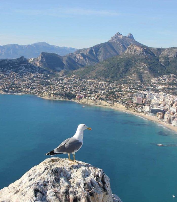 A seagull stands on a rocky ledge overlooking a coastal town with sandy beaches, a blue sea and mountain ranges in the background under a clear sky.