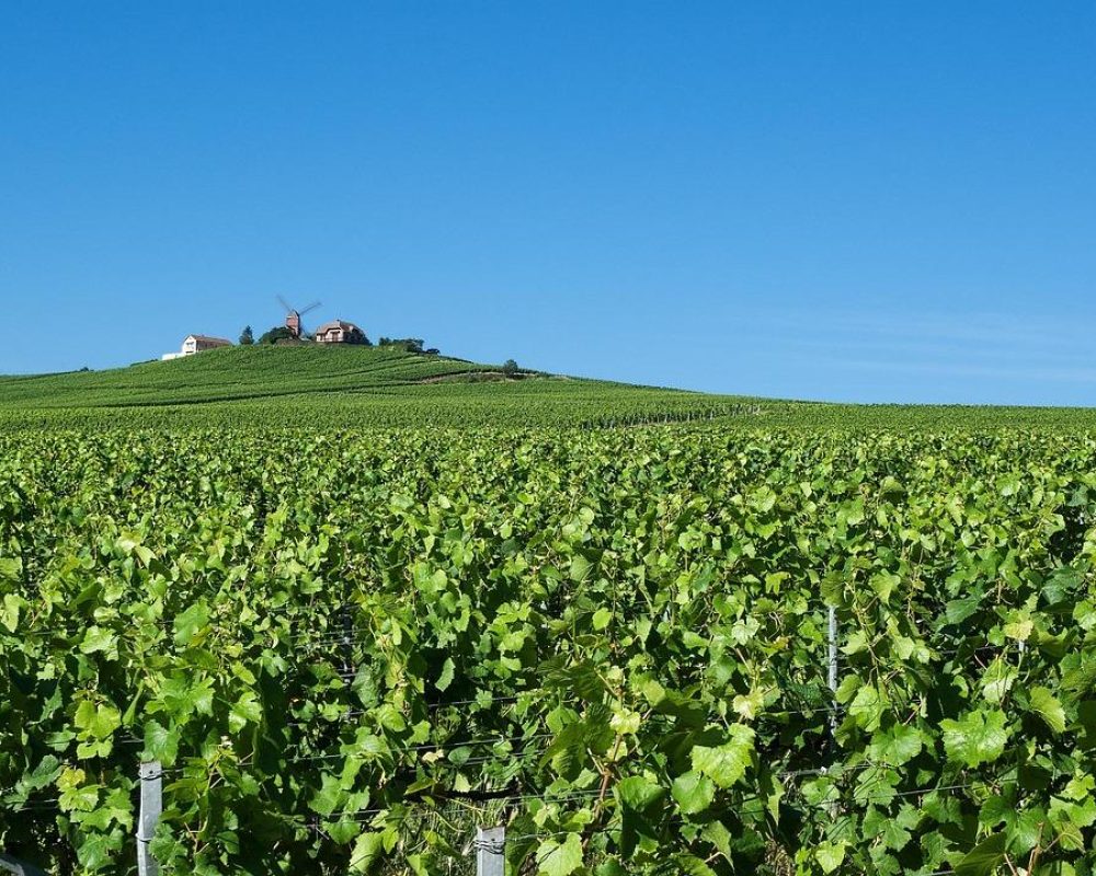 Un vaste vignoble vert s'étend sur des collines ondulantes sous un ciel bleu clair, avec une maison et un moulin à vent visibles au loin sur le sommet d'une colline.