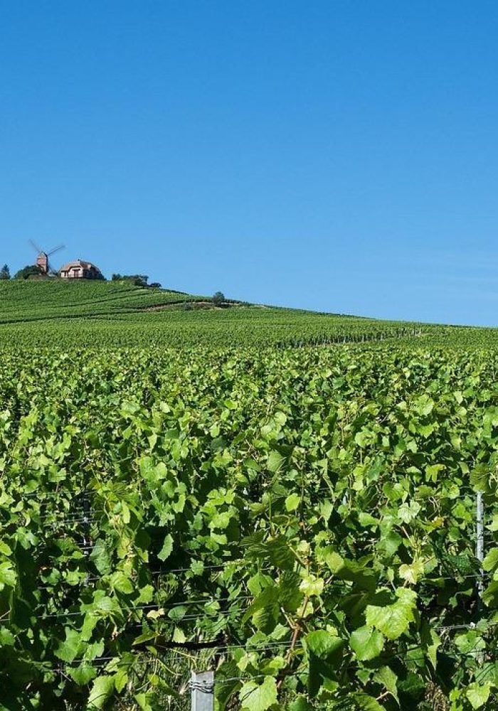 A vast green vineyard stretches across rolling hills under a clear blue sky, with a house and windmill visible in the distance on a hilltop.