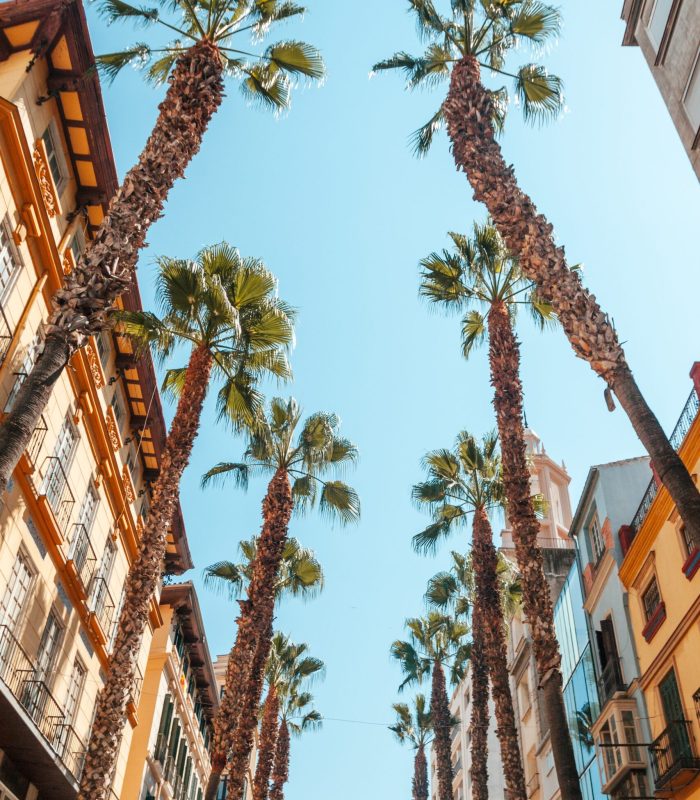 Palms in the tourism shopping district of Malaga in Calle Puerta del Mar in summer