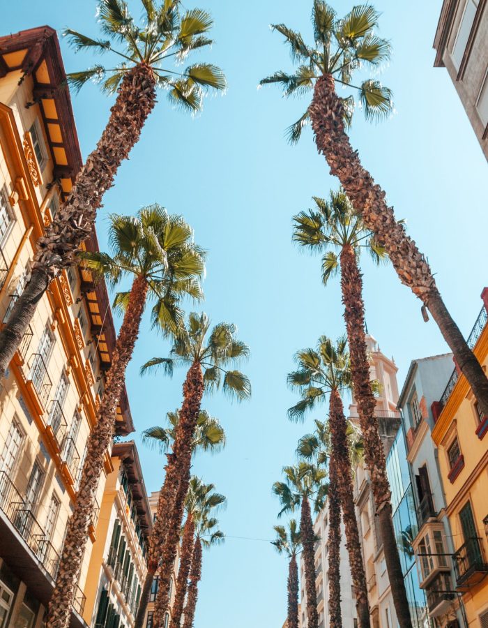 Palms in the tourism shopping district of Malaga in Calle Puerta del Mar in summer